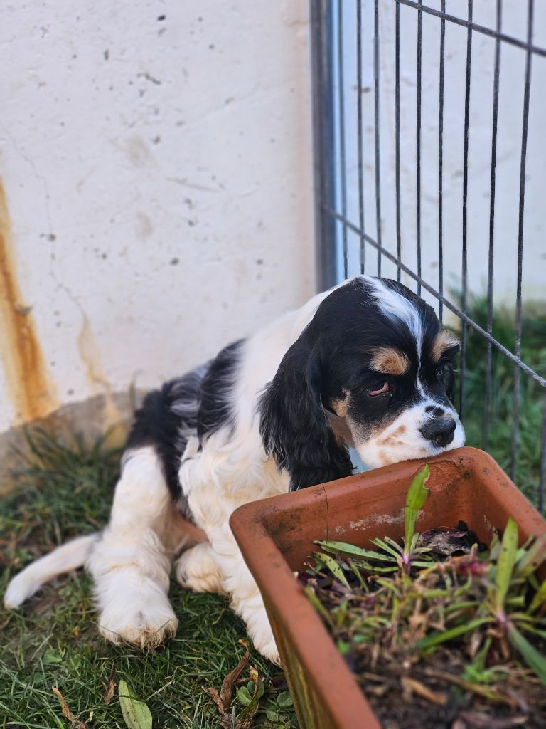Of Océane Passion - American Cocker Spaniel - Portée née le 10/12/2023